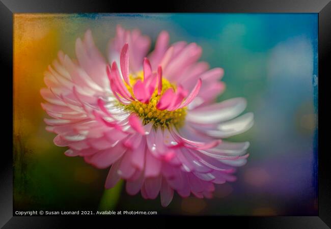 Daisy in pink and white Framed Print by Susan Leonard
