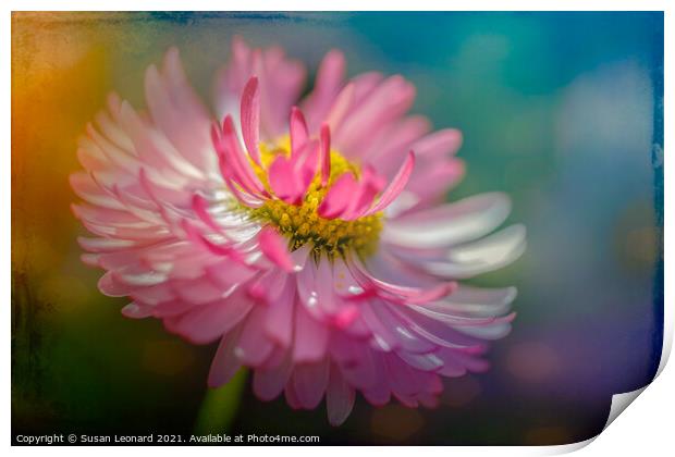 Daisy in pink and white Print by Susan Leonard
