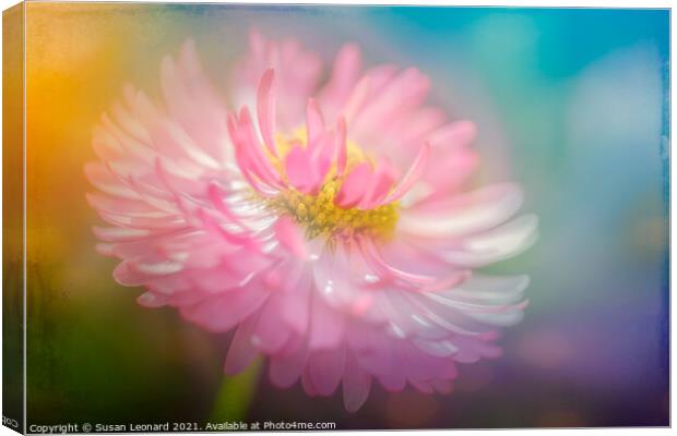 Daisy in pink and white Canvas Print by Susan Leonard