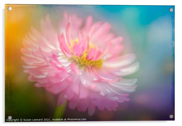 Daisy in pink and white Acrylic by Susan Leonard