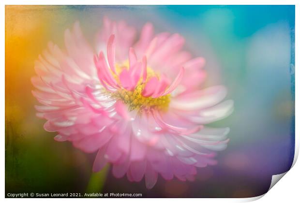 Daisy in pink and white Print by Susan Leonard