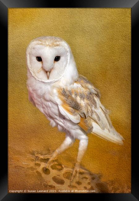 Barn Owl Framed Print by Susan Leonard