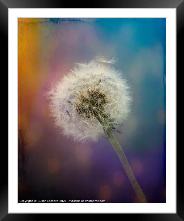 Dandelion clock with textured background. Framed Mounted Print by Susan Leonard