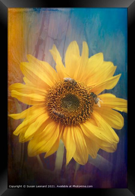 Sunflower and honey bees Framed Print by Susan Leonard
