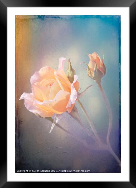 Yellow Roses Framed Mounted Print by Susan Leonard