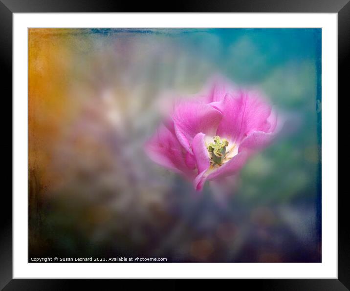 Tulip on dreamy background Framed Mounted Print by Susan Leonard