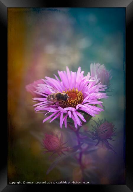 Bee on Daisy Framed Print by Susan Leonard