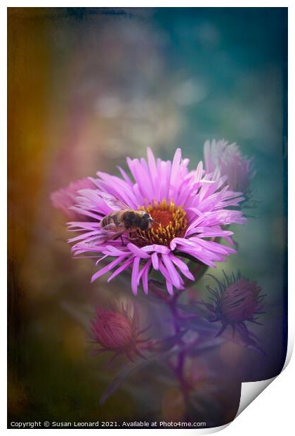 Bee on Daisy Print by Susan Leonard