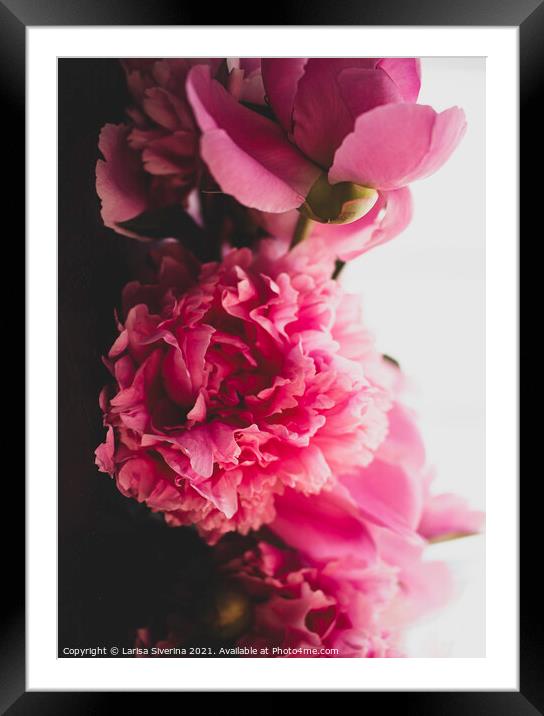 Peony bouquet Framed Mounted Print by Larisa Siverina