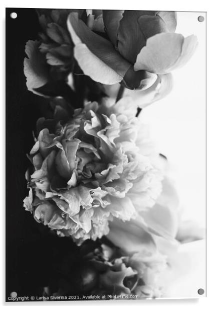Peony bouquet Acrylic by Larisa Siverina