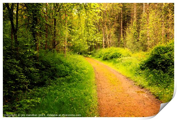 Forest walk Print by jim Hamilton