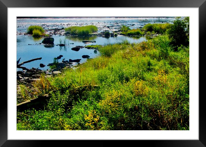 weeds in the Rideau River Framed Mounted Print by Stephanie Moore