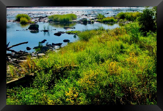 weeds in the Rideau River Framed Print by Stephanie Moore