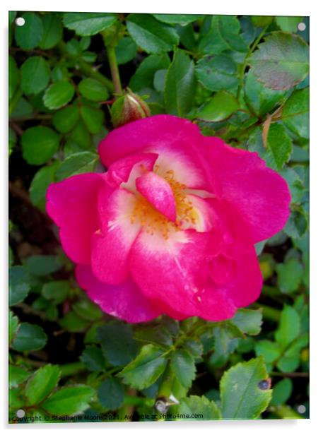 Small pink rose Acrylic by Stephanie Moore