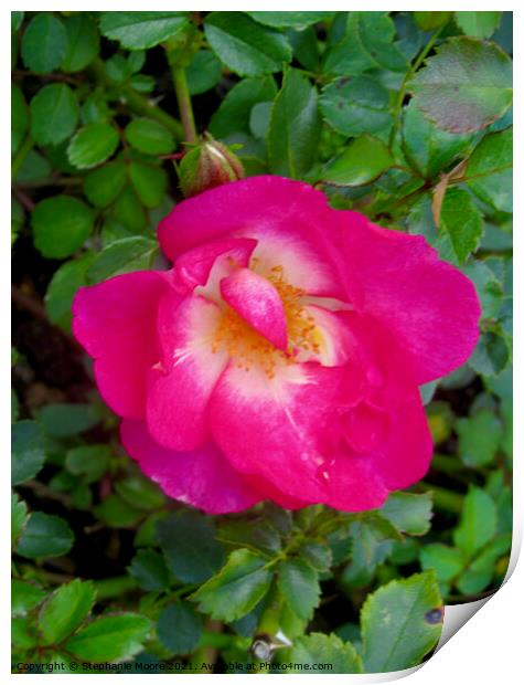 Small pink rose Print by Stephanie Moore