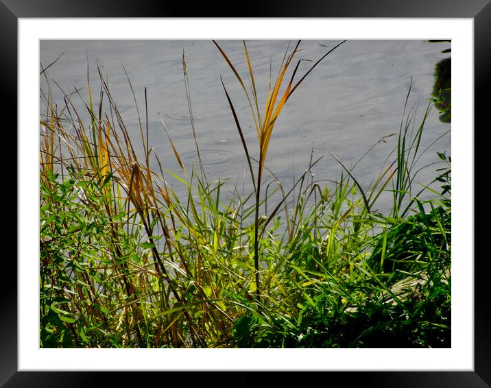 Grass Framed Mounted Print by Stephanie Moore