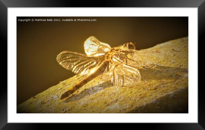 Golden Wings Framed Mounted Print by Matthew Balls