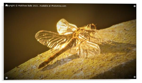 Golden Wings Acrylic by Matthew Balls