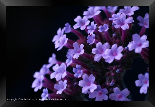 Purple Verbena bonariensis Flowers Framed Print by Imladris 