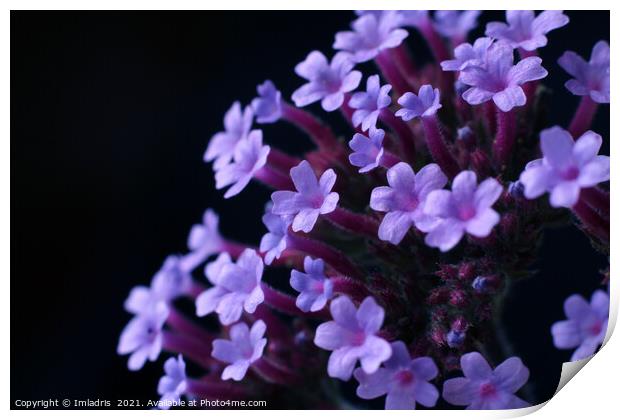 Purple Verbena bonariensis Flowers Print by Imladris 