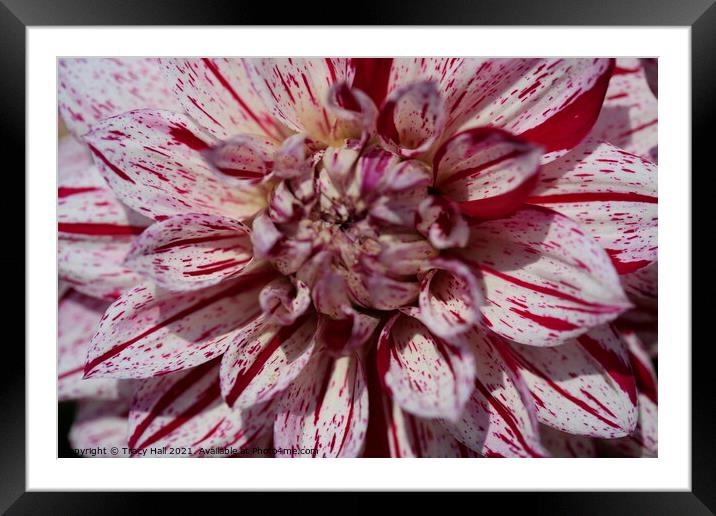 Peppermint Dahlia Framed Mounted Print by Tracy Hall