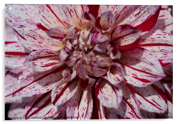 Peppermint Dahlia Acrylic by Tracy Hall