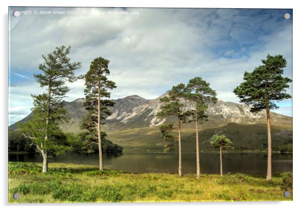 The Pines of Loch Clair Acrylic by Jamie Green
