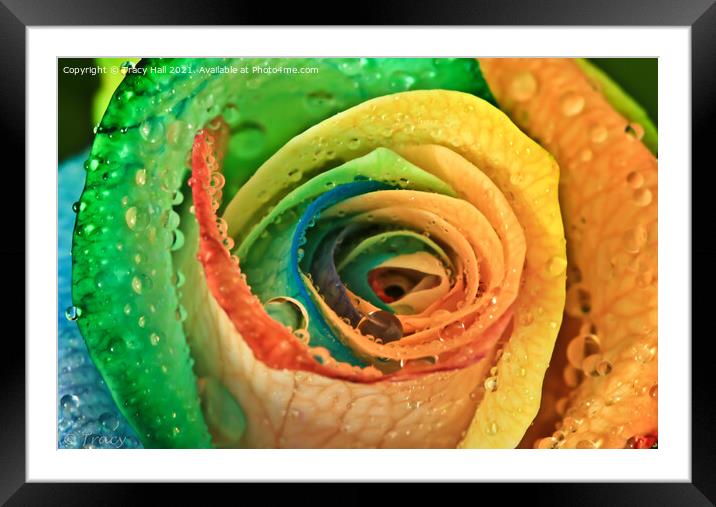 Rainbow Rose Framed Mounted Print by Tracy Hall