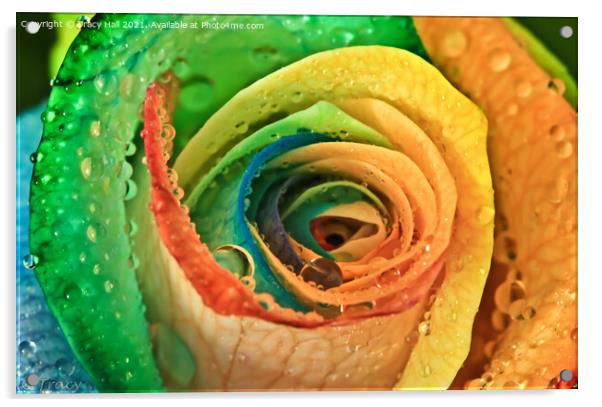 Rainbow Rose Acrylic by Tracy Hall