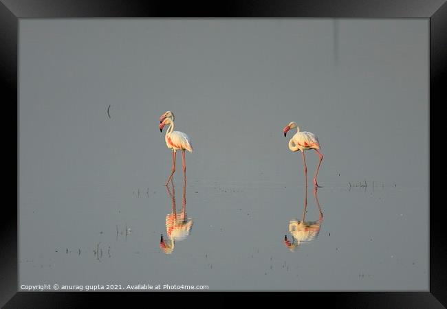 Flamingos Framed Print by anurag gupta