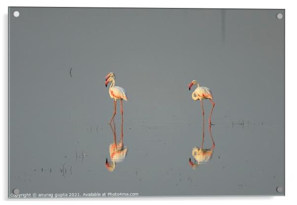 Flamingos Acrylic by anurag gupta
