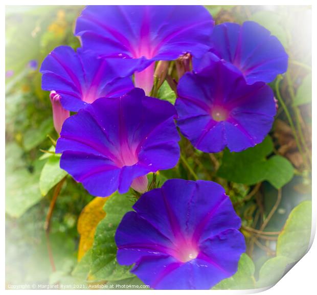 Morning Glory Print by Margaret Ryan