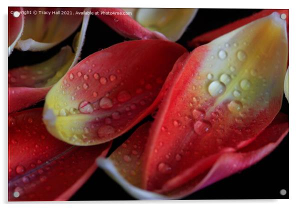 Tulip Petals Acrylic by Tracy Hall