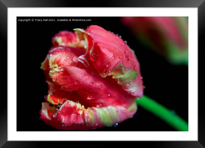 Parrot Tulip Framed Mounted Print by Tracy Hall