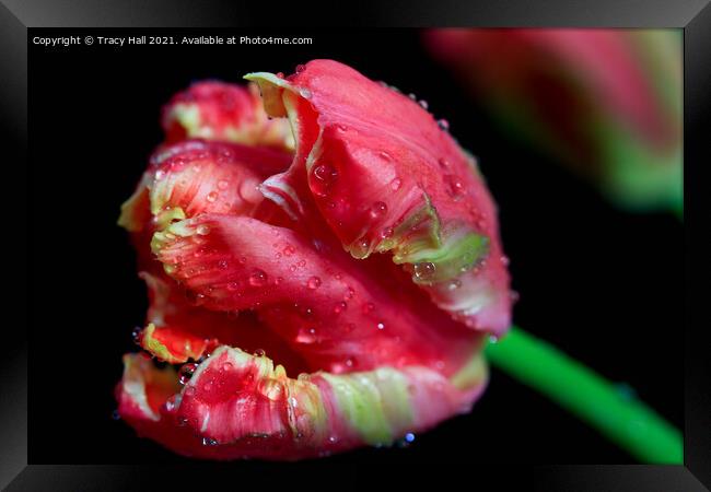 Parrot Tulip Framed Print by Tracy Hall