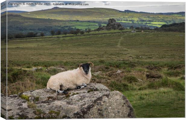Dartmoor resting sheep Canvas Print by Kevin White