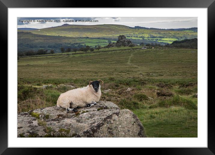 Dartmoor resting sheep Framed Mounted Print by Kevin White