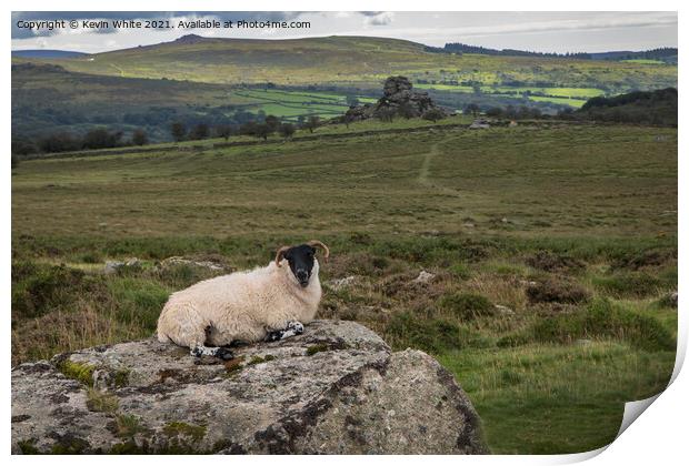 Dartmoor resting sheep Print by Kevin White
