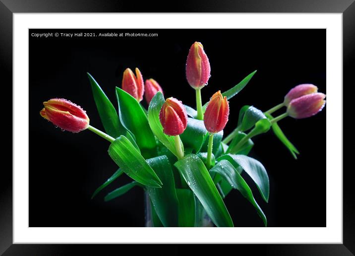 Tulip Display Framed Mounted Print by Tracy Hall