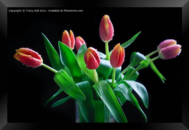 Tulip Display Framed Print by Tracy Hall