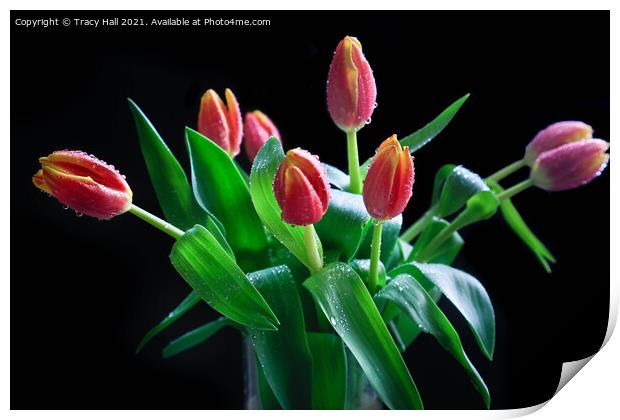 Tulip Display Print by Tracy Hall