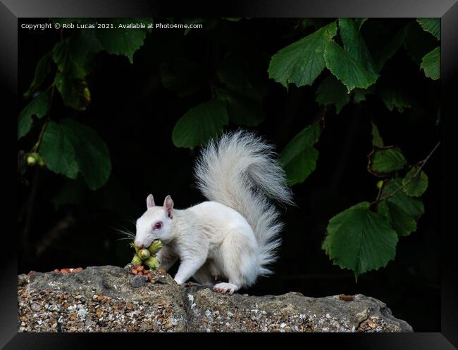 The Ghost Squirrel Framed Print by Rob Lucas