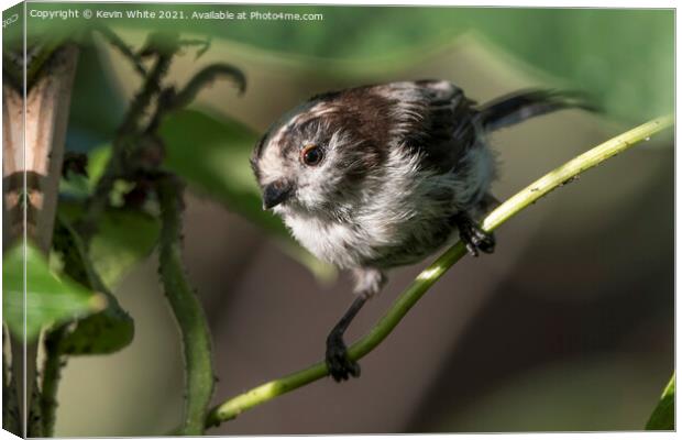 scruffy long tailed tit Canvas Print by Kevin White