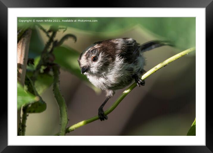 scruffy long tailed tit Framed Mounted Print by Kevin White