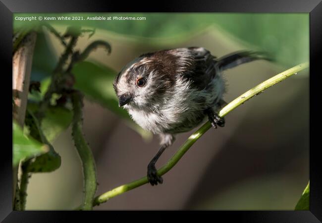 scruffy long tailed tit Framed Print by Kevin White