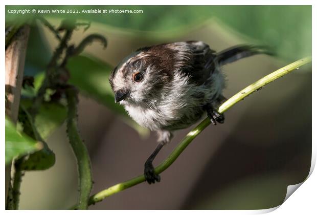 scruffy long tailed tit Print by Kevin White