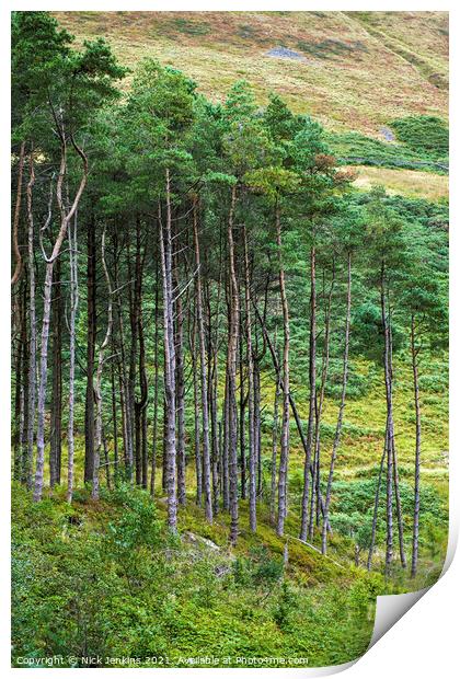 Pine Trees Garw Valley South Wales  Print by Nick Jenkins