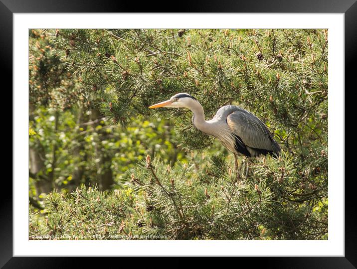 Grey Heron's Serene Wetland Perch Framed Mounted Print by Holly Burgess