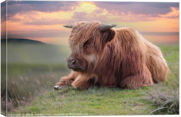 Highland Cow Canvas Print by Simon Marlow