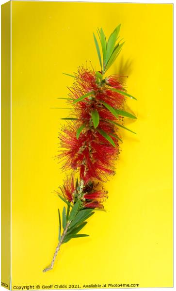 Isolated single flower stem macro image of the red Weeping Bottl Canvas Print by Geoff Childs
